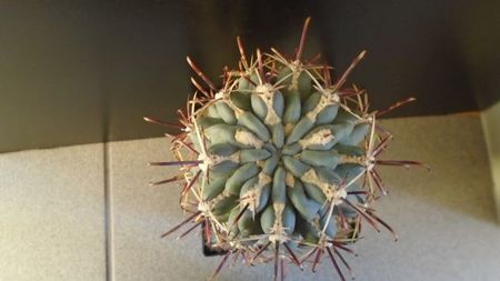 Sclerocactus uncinatus ssp. crassihamatus v. mathssonii (-12C)