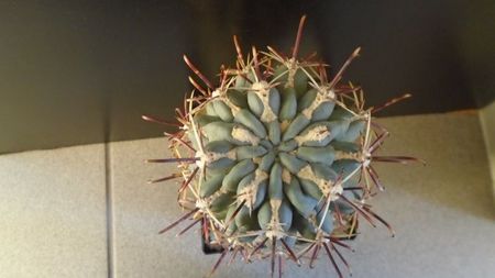 Sclerocactus uncinatus ssp. crassihamatus v. mathssonii (-12C)