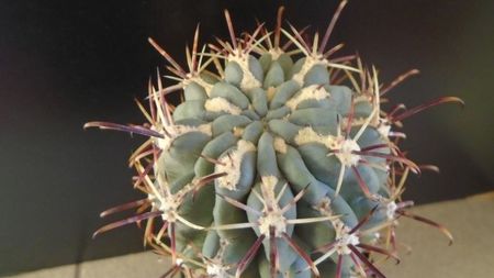 Sclerocactus uncinatus ssp. crassihamatus v. mathssonii (-12C)