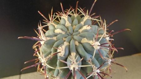 Sclerocactus uncinatus ssp. crassihamatus v. mathssonii (-12C)