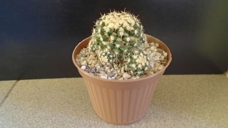 Mammillaria voburnensis ssp. eichlamii, Honduras si Chiapas, Mx.