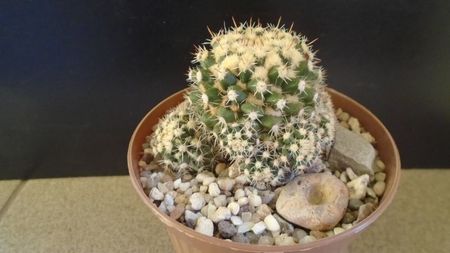 Mammillaria voburnensis ssp. eichlamii, Honduras si Chiapas, Mx.