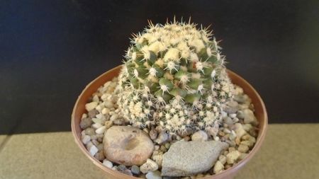 Mammillaria voburnensis ssp. eichlamii, Honduras si Chiapas, Mx.
