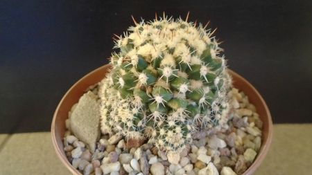 Mammillaria voburnensis ssp. eichlamii, Honduras si Chiapas, Mx.