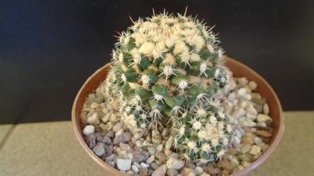 Mammillaria voburnensis ssp. eichlamii, Honduras si Chiapas, Mx.
