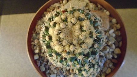 Mammillaria voburnensis ssp. eichlamii, Honduras si Chiapas, Mx.