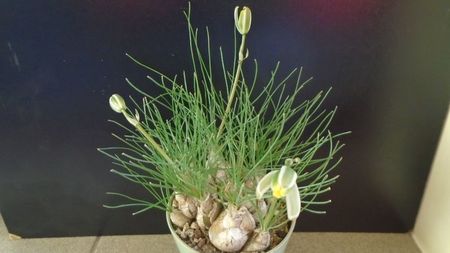 28 ian. 2022 -  Albuca polyphylla “Augrabies Hills”