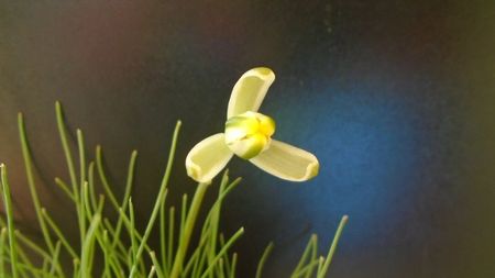 28 ian. 2022 -  Albuca polyphylla “Augrabies Hills”