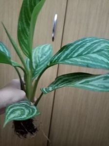 Aglaonema stripes 45 lei