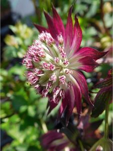 astrantia-major-star-of-love; penumbra,soare putin, 70cm, 06-09, tundere pt reinflorire,gradina chic, 45ron,
