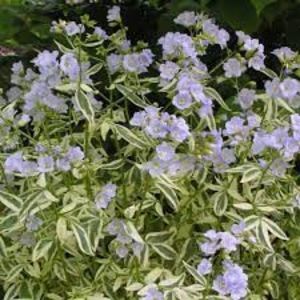 Polemonium-Stairway-to-Heaven; semiumbra,  45-60 cm,06-08, gradina chic, 43ron
