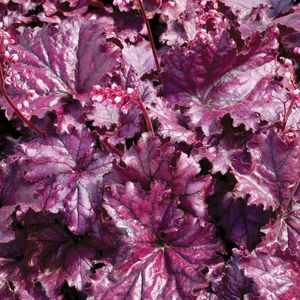 Heuchera-Forever-Purple