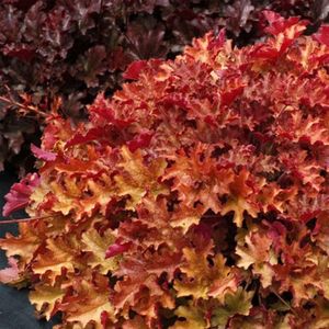 Heuchera_Ginger_Peach