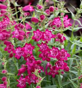 PENSTEMON_HARLEQUIN_MAGENTA; Soare,80 cm ,Iunie-Septembrie,gradina chic,40ron
