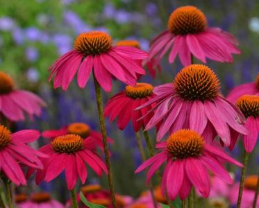 Echinacea_PowWow_Wild_Berry; Soare,30-60 cm, Iunie-Octombrie,gradina chic, 45ron
