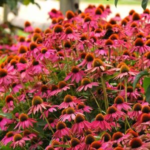 Echinacea_PowWow_Wild_Berry