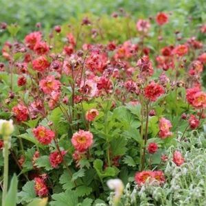 Geum_Bohema_Pink; Soare,35 cm,Mai-Iunie,gradina chic, 45ron
