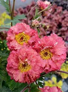 Geum_Bohema_Pink_web2