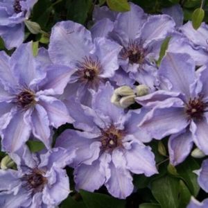 clematis Myosotis; grB, 5-6  7-8,flori simple,10-12cm, blue/lila,1.5  2m, Clematite.ro, 60ron
