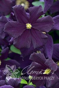 clematis_romantica; grC,  2-2.5 m, înflorire: VII-IX,orientare: orice,Clematite.ro, 50ron
