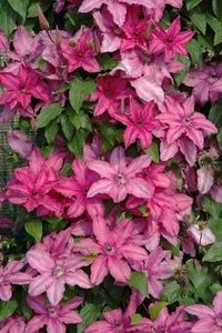 Clematis Barbara; GrC sau B,  VI-IX,Flori mari de 15 cm ,Clematite.ro, 50ron
