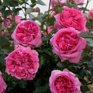 rose Bernadette Lafont