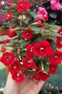ahimenes-femme-fatale; flori rosii duble,inflorire abudenta
