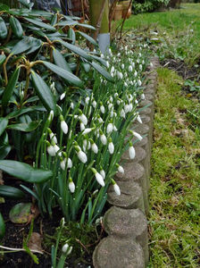 09. Februarie; P3190586

