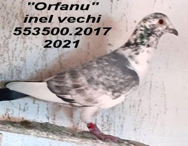 2017.553500.ORFANU++ - Copy