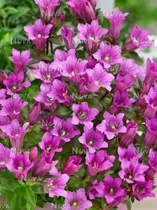 gentiana triflora little pinkie; flori iunie-octombrie,culoare roz spre violet,florile se deschid numai in plin soare,dupa amiaza se inchid,zona 6,-23 grade,sol acid
