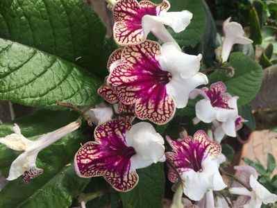 Asta a fost una dintre ele :(; Streptocarpus ❤️
