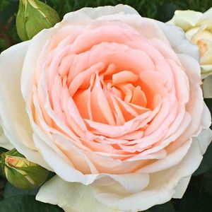 Gruaud Larose; Nirp-rosa,Alb si roz, Parfum Intens,Tufa scunda (pana la 0.9 m),gradina bijoux, 70ron
