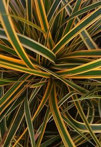 Carex morrowii  Everglow; semiumbra,  35-45 cm, Mai-Iunie,gradina chic, 50ron
