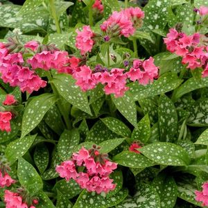 Pulmonaria-Shrimps-on-the-Barbie; Penumbra-Umbra, 25cm,Aprilie-Mai,gradina chic,41ron
