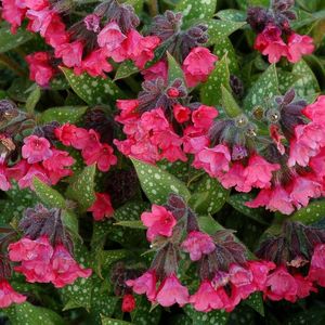 Pulmonaria-Shrimps-on-the-Barbie-2