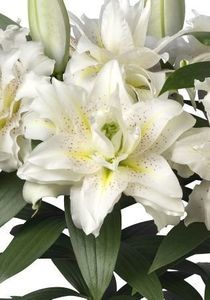 ROSSELY  SITA; flori iulie-august,100 cm,parfumat,sol uscat bine drenat,fertilizare regulatacu ingrasaminte complexe
