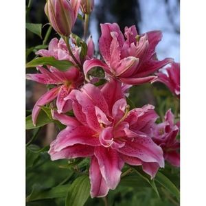 crini-double-thalissa-