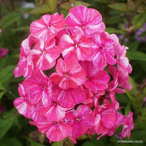 Phlox-‘Freckle-Red-