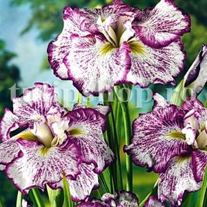 bulbi-iris-freckled-geisha1-stanjenel