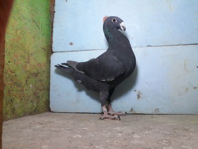 Vandut