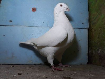 Vanduta