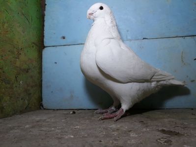 Vandut