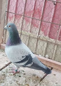 RO 15-256457 M orig.I.Leonte; Tata: DV 08089-06-1970 - (R.Hermes)
Mama: NL 09-1765212 - (A.Pas)
