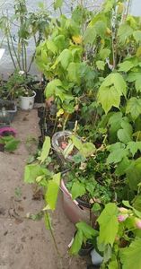 received_396842878872166