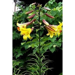 Lilium-regale-Golden-Splendour-500x500