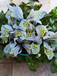 Iris katharine