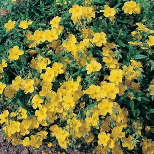 helianthemum-nummularium-golden-queen