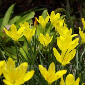 bulbi-zephyranthes-citrina