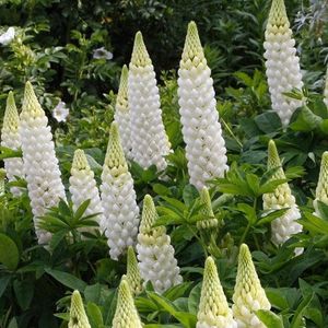 Lupin