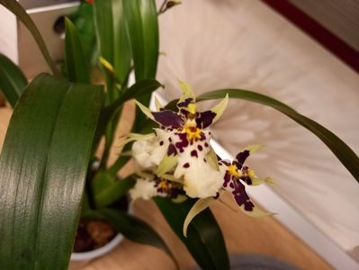 Oncidium Holm’s Wizard White